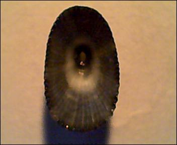 piccola Diodora da identificare